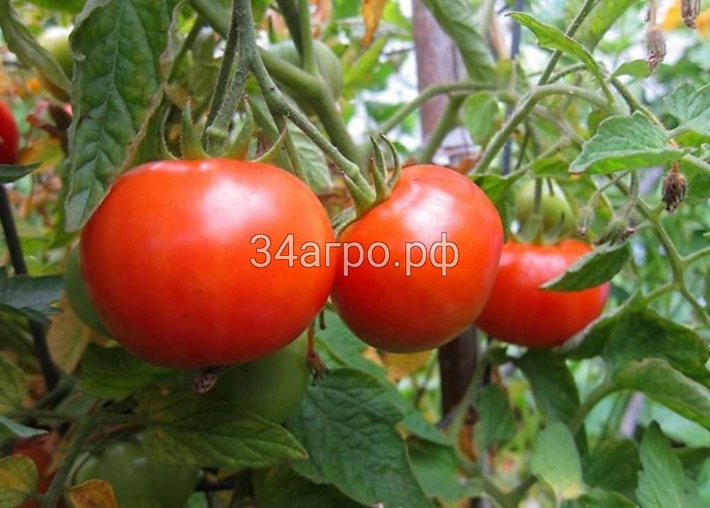 Томат Джина ТСТ 5 гр.