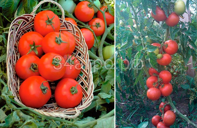 Томат Полбиг F1 1000 семян