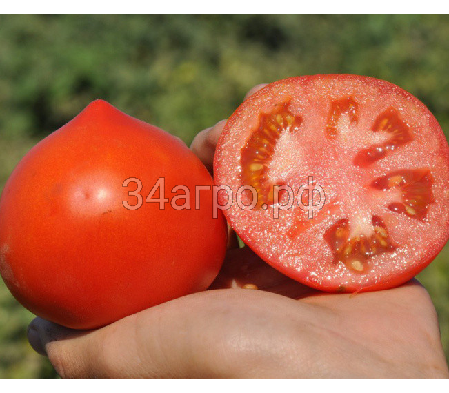 Томат Примо Ред (Супер Нова) F1 1000 семян