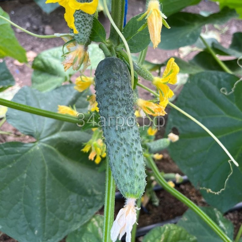 Огурец Ратник F1 500 семян