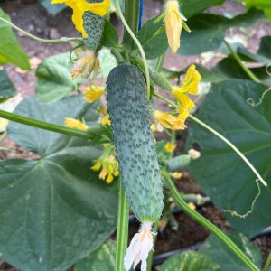 Огурец Ратник F1 500 семян