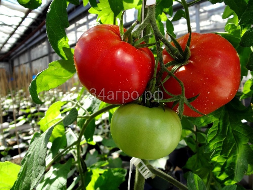 Томат Волгоградский 5/95 1 кг