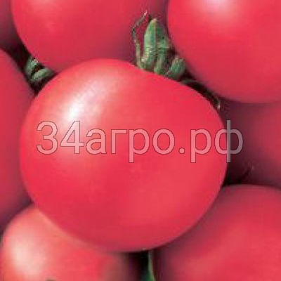 Томат Волгоградский 5/95 розовый 50 гр.