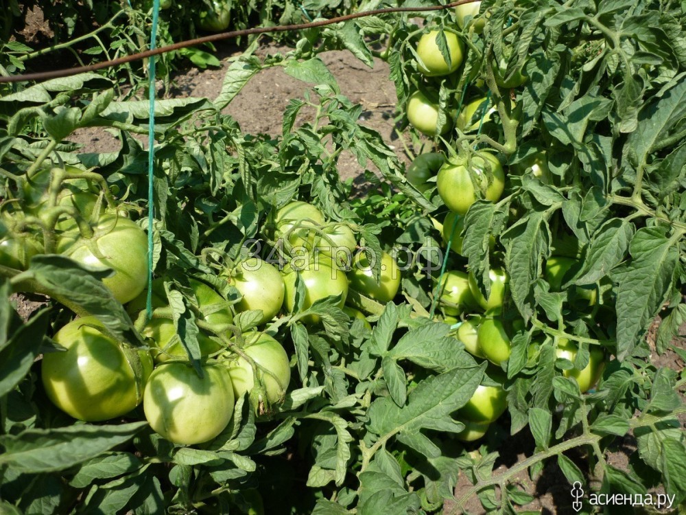 Томат Джина ТСТ 50 гр.