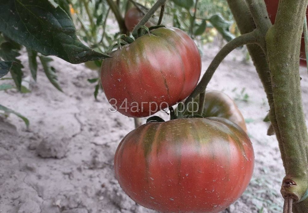 Томат Кубанский Смуглый 20 гр.