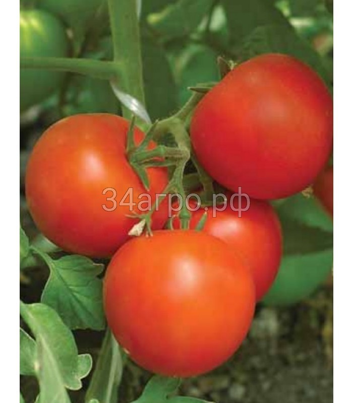 Томат Камея 20 гр.