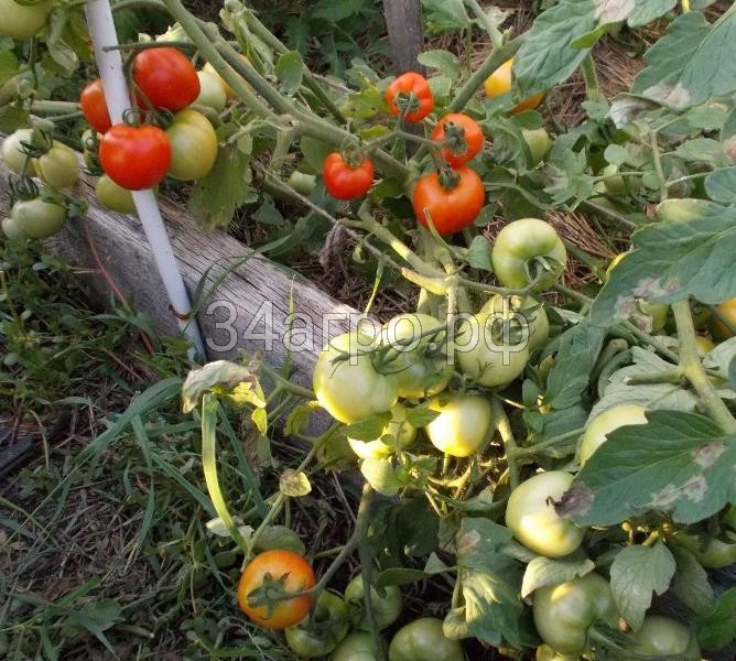 Томат Ляна 20 гр.