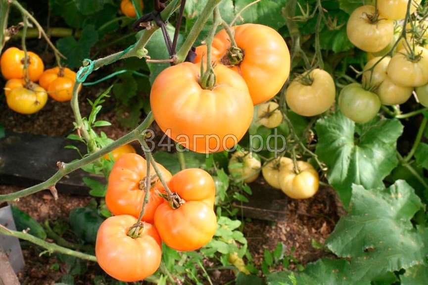 Томат Хурма 50 гр.