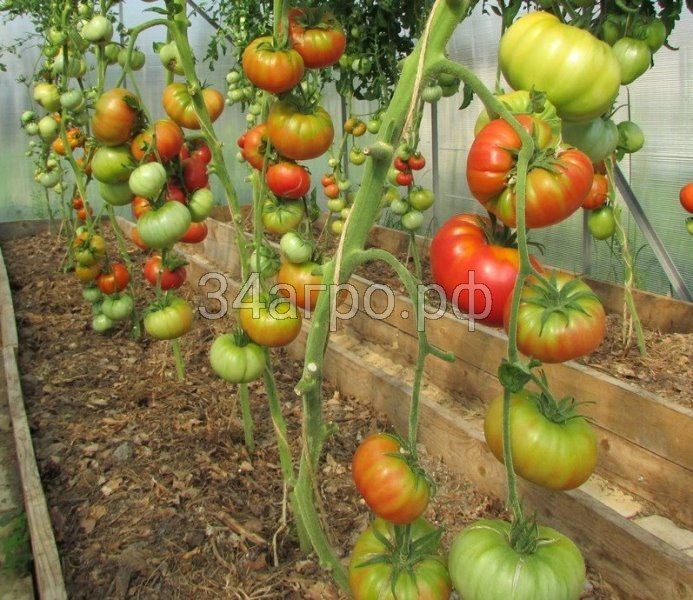 Томат Дикая Роза 100 гр.