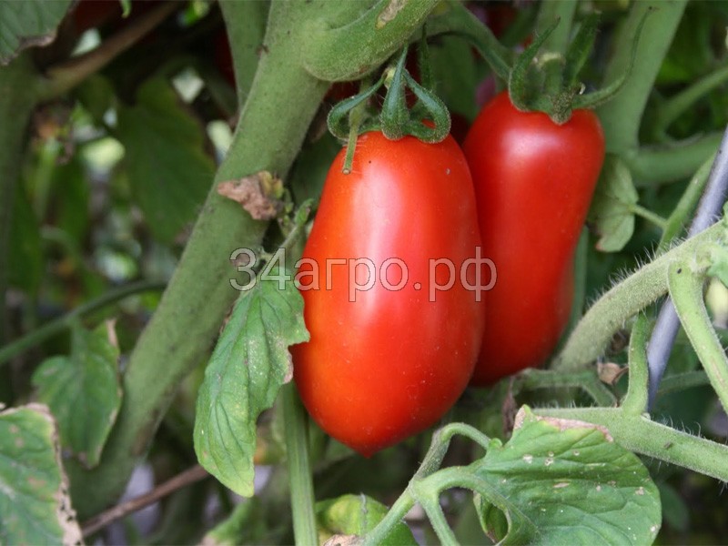 Томат Рома 1 кг