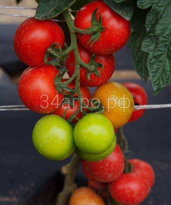 Томат Увертюра F1 50 гр.