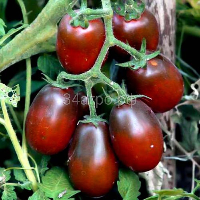 Томат Черный Мавр 20 гр.