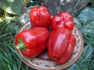 Перец Калифорнийское Чудо 100 гр.