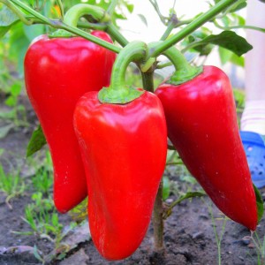 Перец Подарок Молдовы 100 гр.