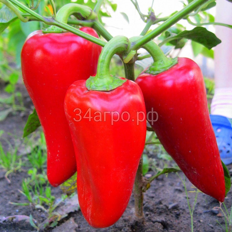 Перец Подарок Молдовы 20 гр.