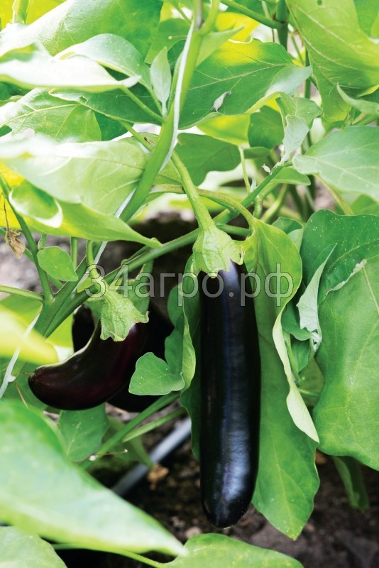 Баклажан Халиф 50 гр.