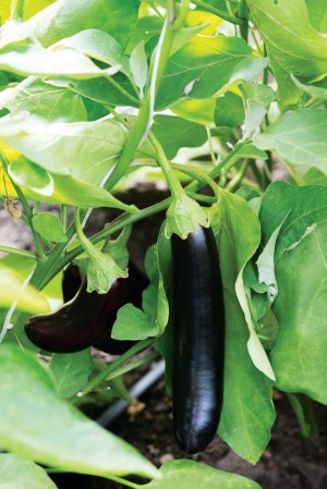 Баклажан Халиф 20 гр.