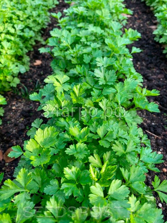 Петрушка Универсал 50 гр.