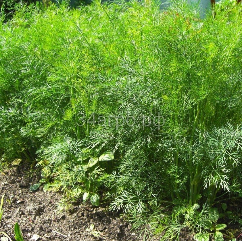 Укроп Кустистый 100 гр.