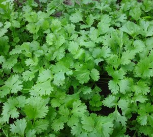 Кориандр Бородинский 100 гр.