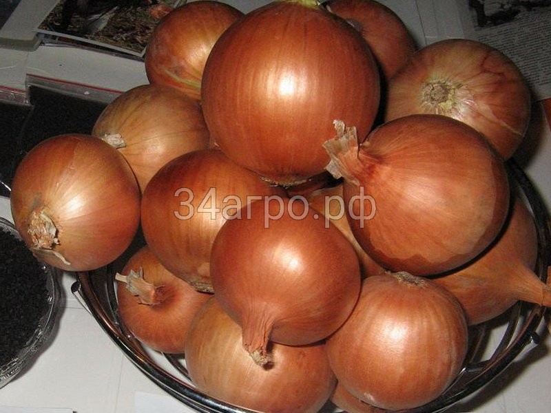 Лук Халцедон 100 гр.