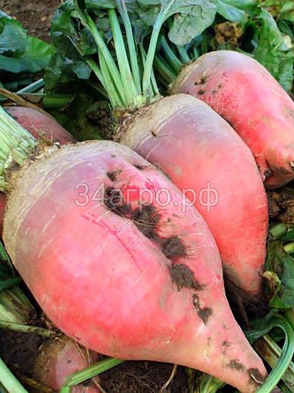 Свекла Полусахарная розовая 500 гр.