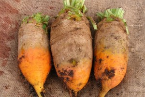 Свекла Эккендорфская желтая 1 кг