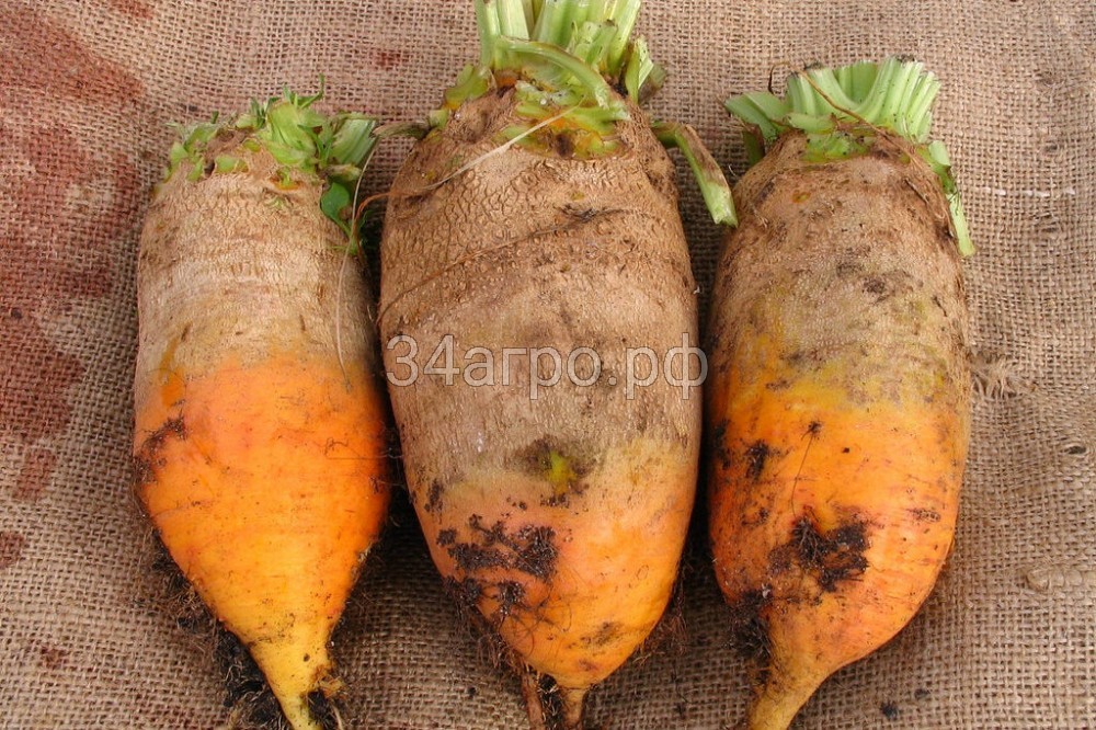 Свекла Эккендорфская желтая 100 гр.