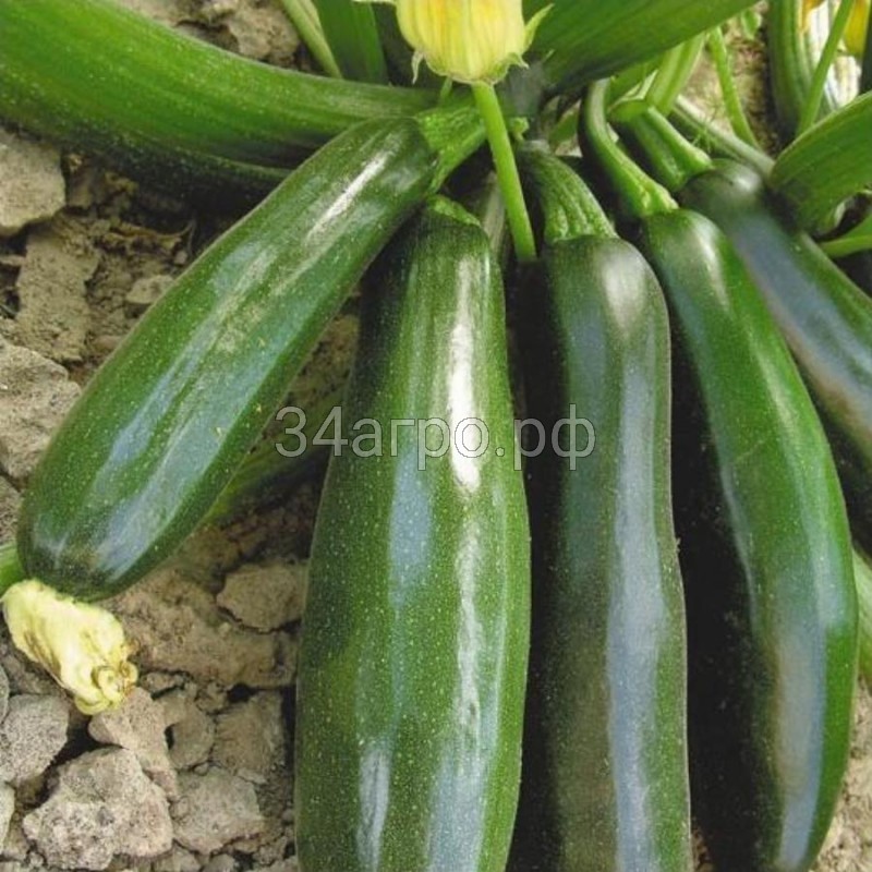 Кабачок цуккини Скворушка 100 гр.