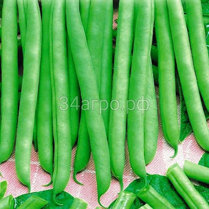 Фасоль спаржевая Сакса без волокна 615 1 кг