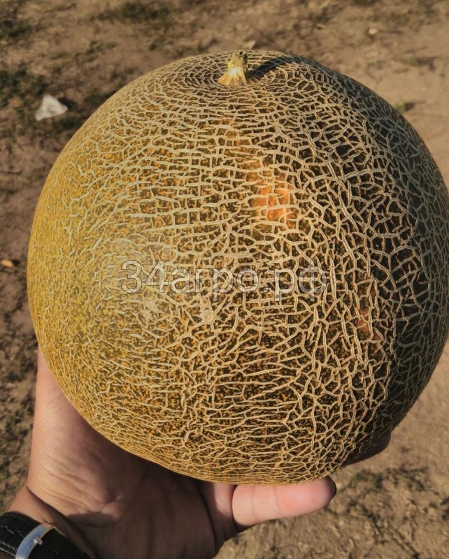Дыня Славия 1 кг.