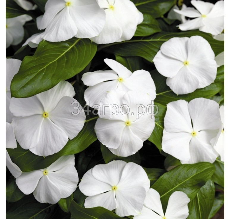 Катарантус Пацифика ИксПи Вайт 100 семян