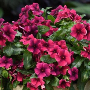 Катарантус Тату Блэк Черри 100 семян