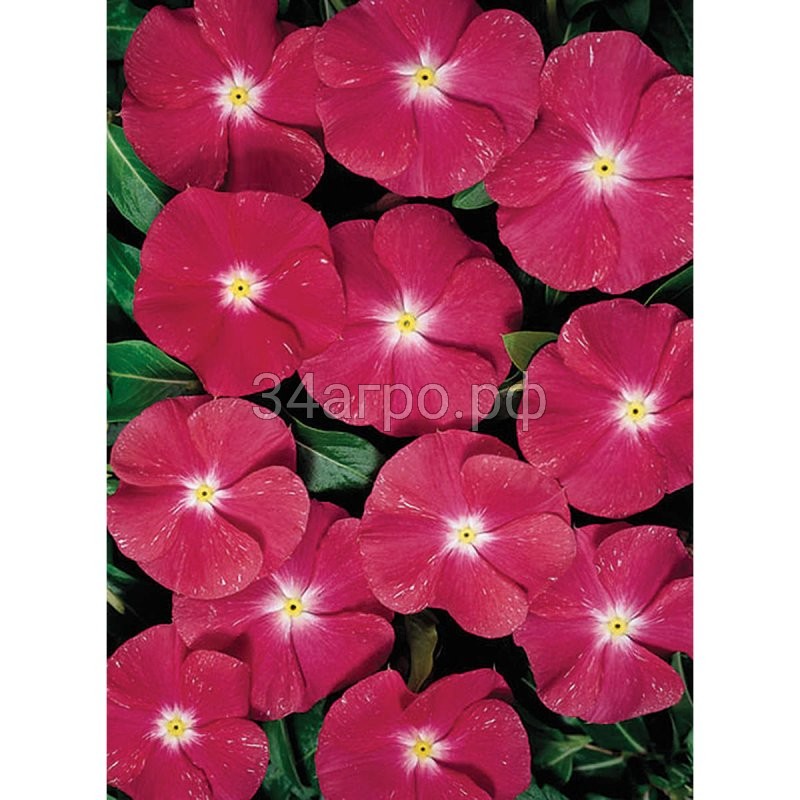 Катарантус Хитвэйв Черри 100 семян