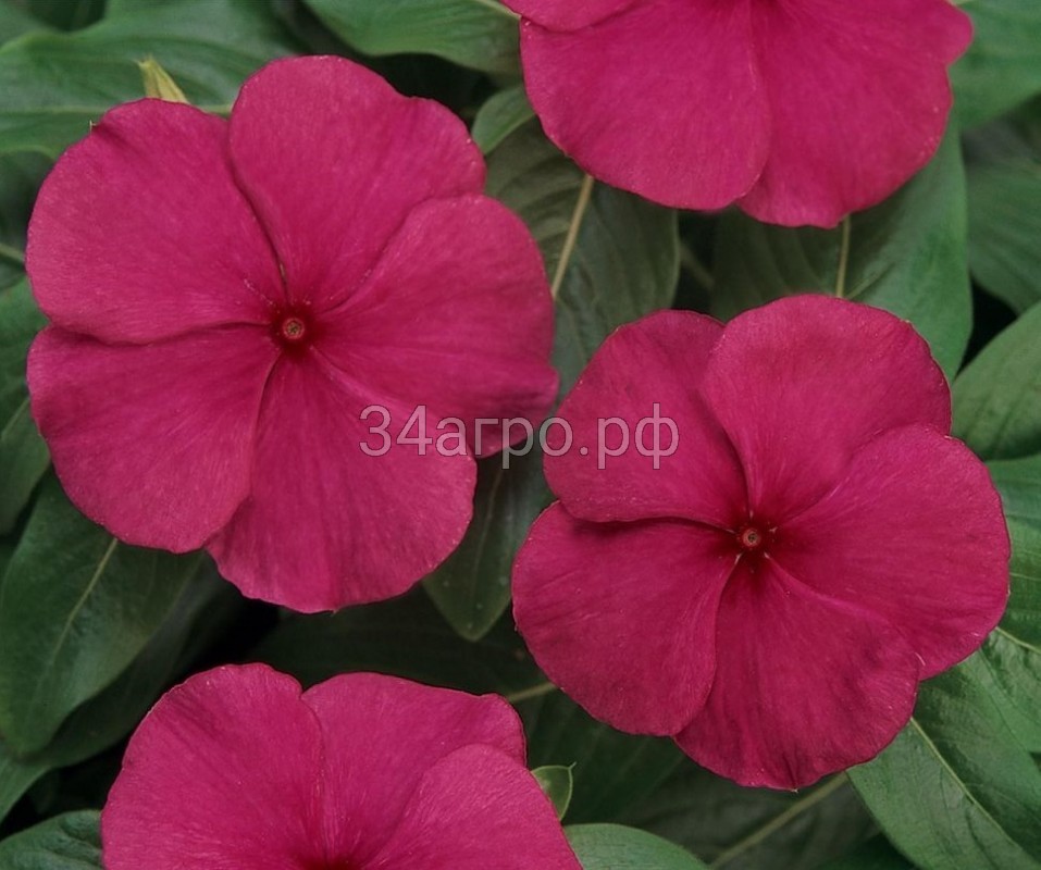 Катарантус Пацифика ИксПи Бургунди 100 семян