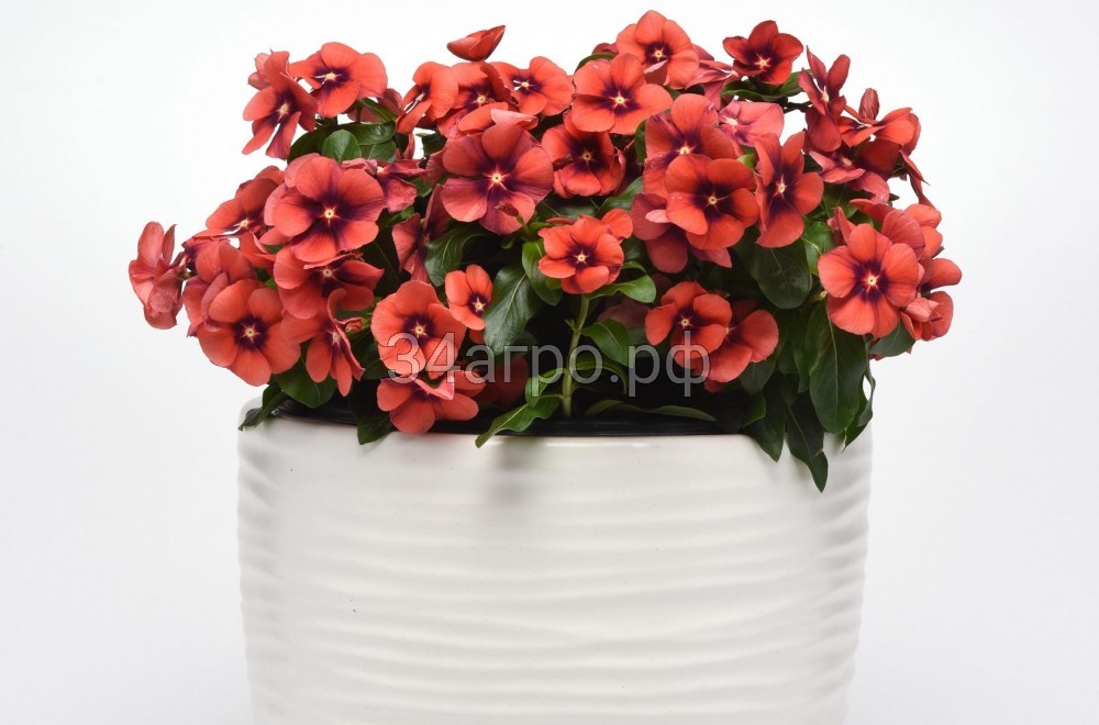 Катарантус Тату Папайя 100 семян