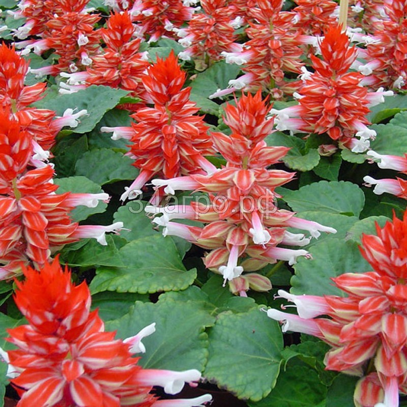 Сальвия Редди Скарлет Биколор 100 семян