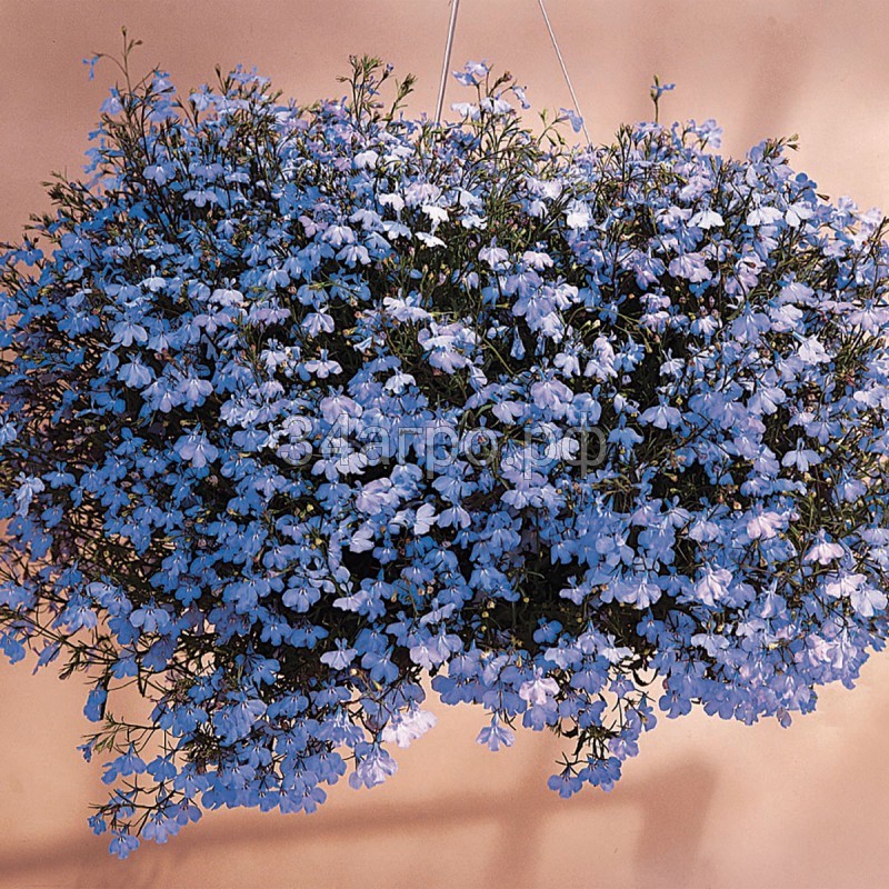 Лобелия ампельная Регата Блю Скай 100 драже