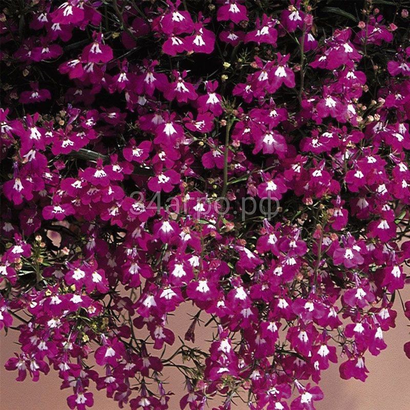 Лобелия ампельная Регата Роуз 100 драже