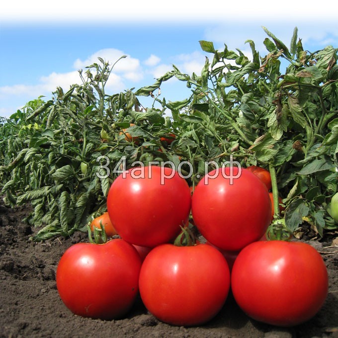 Томат Анита F1 100 семян