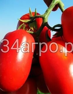 Томат Диаболик F1 50 семян