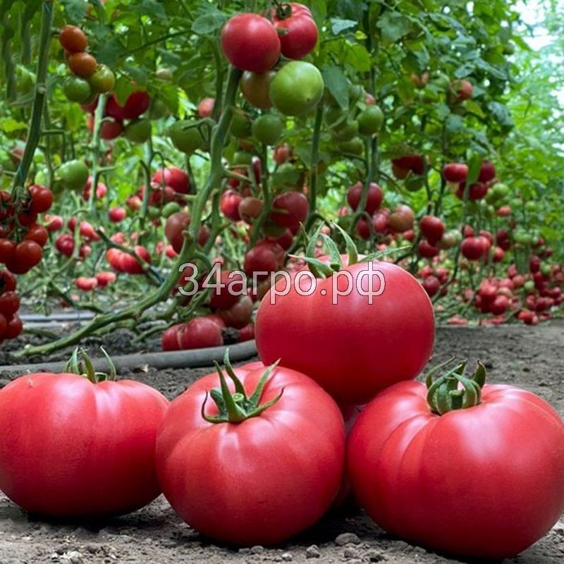 Томат Гюсто F1 100 семян