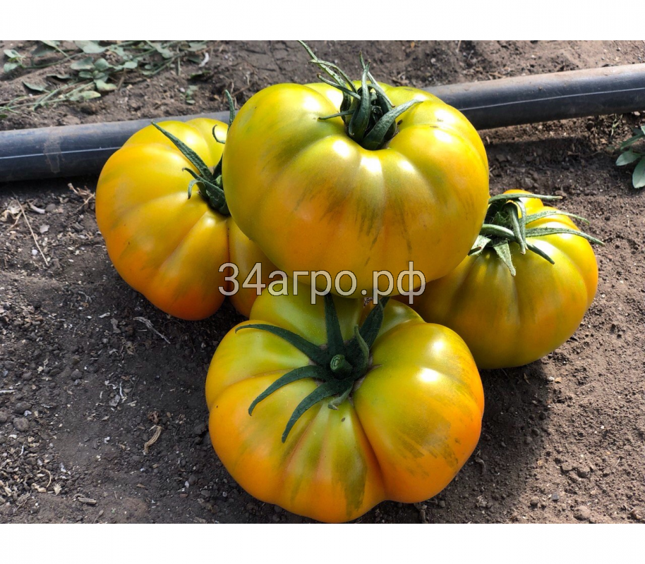 Томат Еллоу Кой F1 10 семян