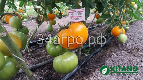 Томат Осуми (KS 10) F1 100 семян