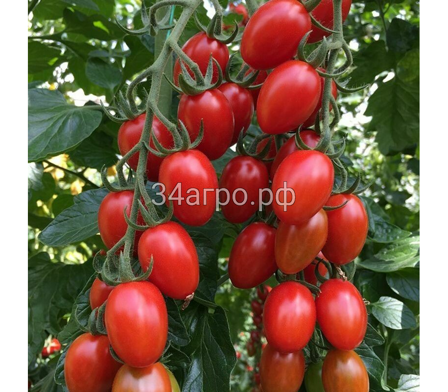 Томат Пекбол F1 25 семян