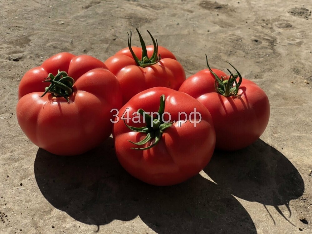 Томат Томат Эрай F1 (Пинк Хит) 25 семян