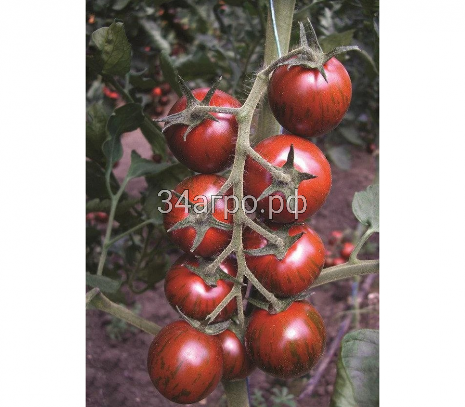 Томат Тайгер F1 25 семян