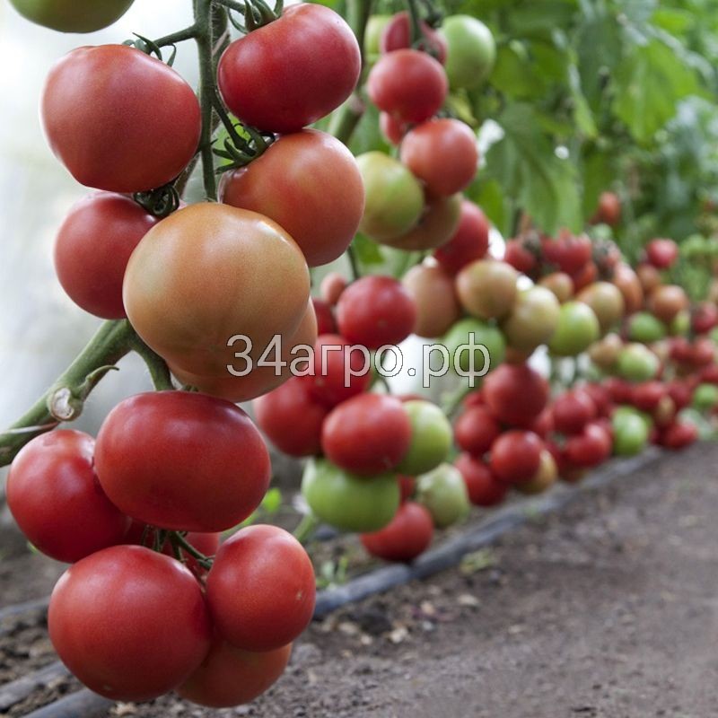 Томат Хонока (KS 1157) F1 25 семян