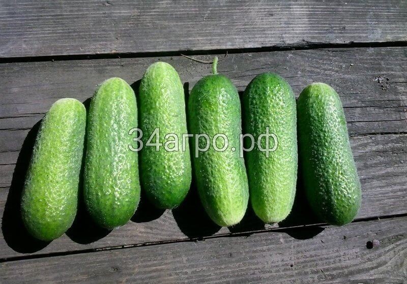 Огурец Адам F1 50 семян