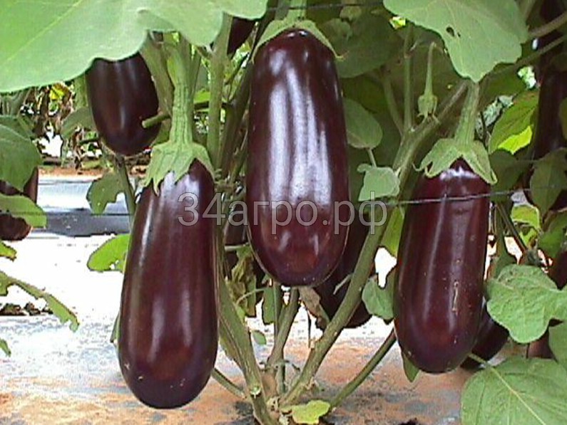 Баклажан Рома F1 1000 семян